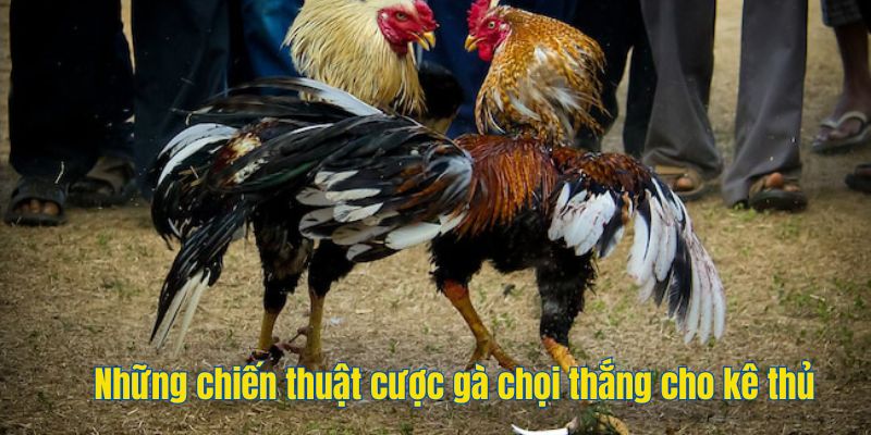 Những chiến thuật cược gà chọi thắng cho kê thủ 