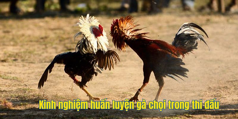 Kinh nghiệm huấn luyện gà chọi trong thi đấu 